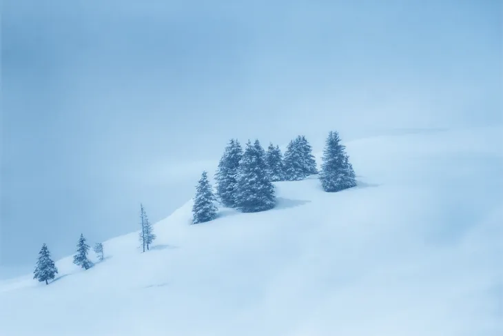 Sapins isolés sous la neige