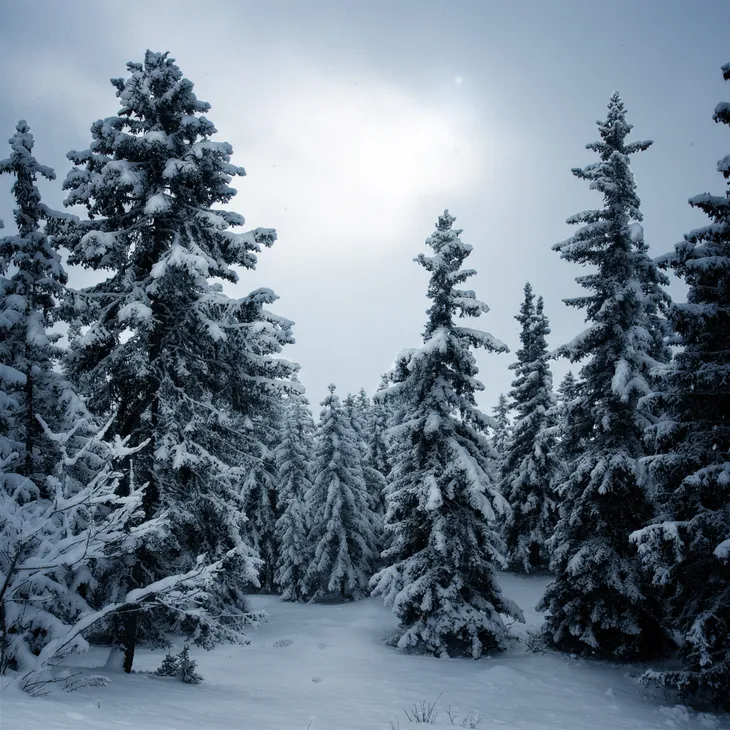 Sapins en hiver