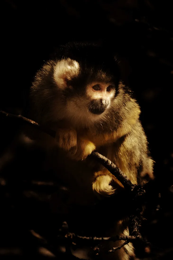 Singe écureuil