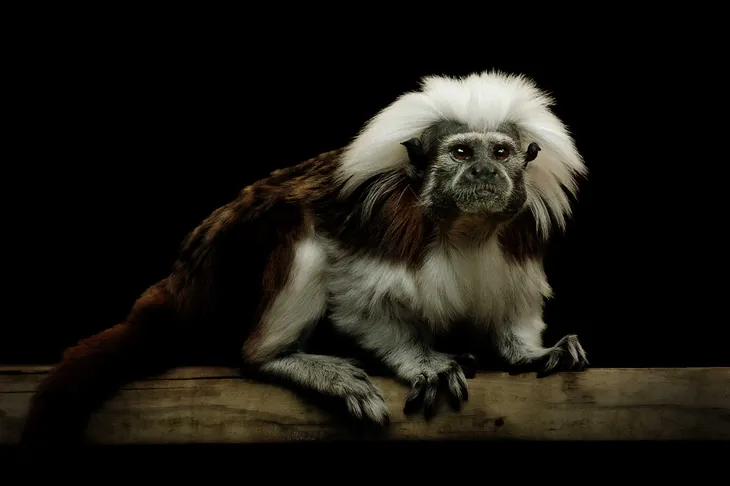Tamarin empereur