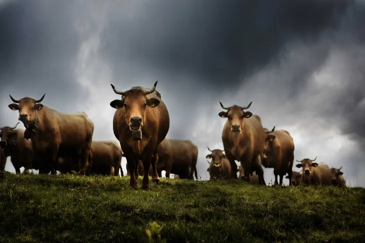 Vaches Tarines