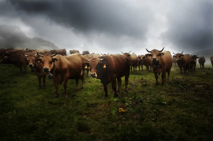 Vaches Tarines