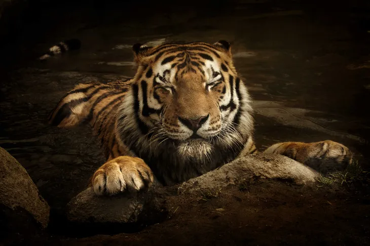 Tigre