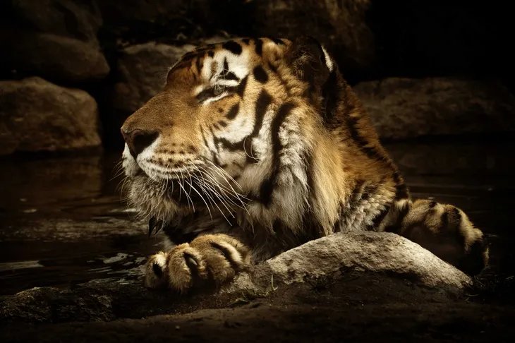 Tigre