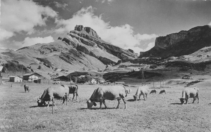 Vaches Tarines de la famille Duret à la fin des années 1950