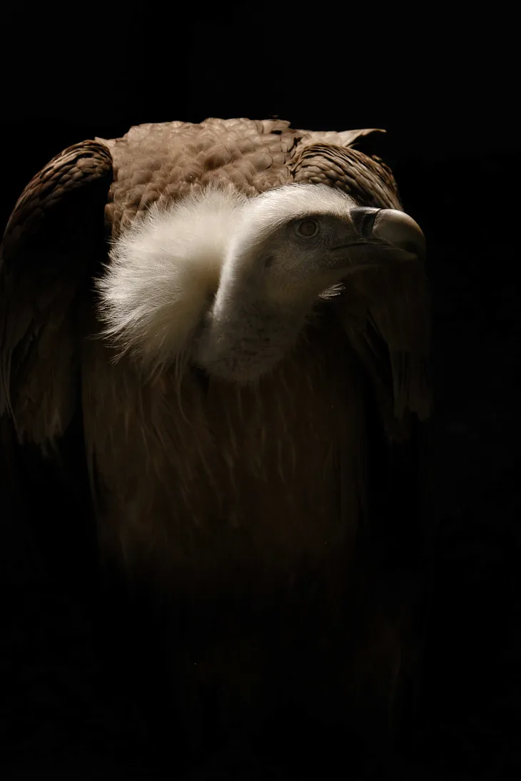 Vautour fauve