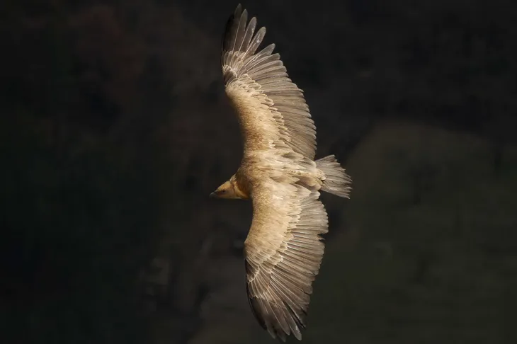 Vautour Fauve de Rémuzat
