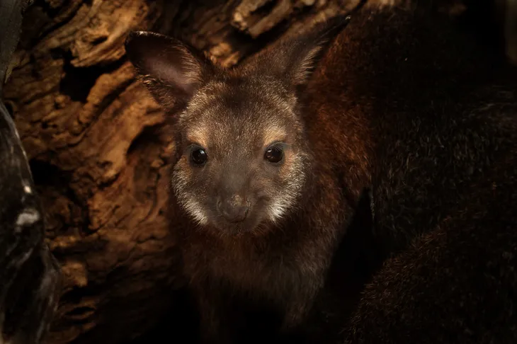 Wallaby